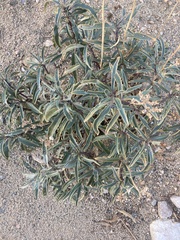 Eriodictyon trichocalyx