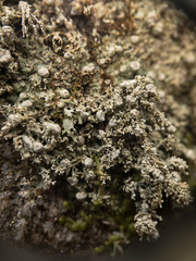 Pertusaria globularis