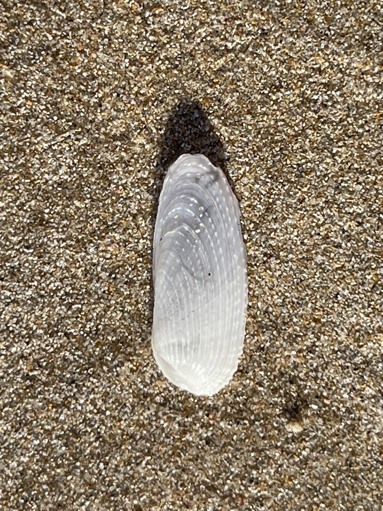 Barnea australasiae from Woolgoolga Bay, Woolgoolga, NSW, AU on January ...