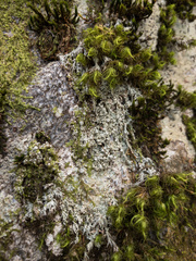 Pertusaria globularis