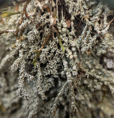 Pertusaria globularis