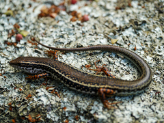Ctenotus labillardieri