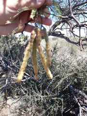 Prosopis flexuosa