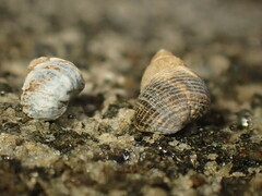 Austrolittorina cincta