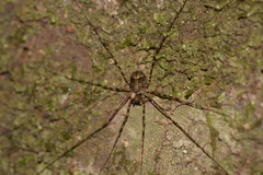 Neopantopsalis