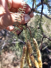 Prosopis flexuosa