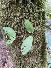 Hydrangea serratifolia