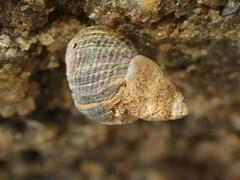 Austrolittorina cincta