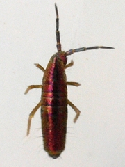 Lepidocyrtus paradoxus
