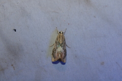 Dichogama redtenbacheri