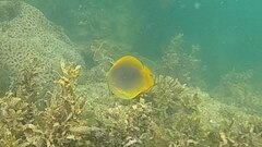 Chaetodon aureofasciatus