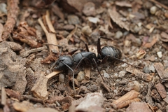 Camponotus laevigatus