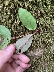 Hydrangea serratifolia