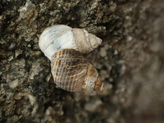 Austrolittorina cincta