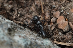 Camponotus laevigatus