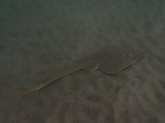 Pseudobatos productus