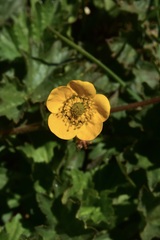 Geum magellanicum