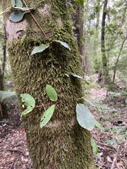 Hydrangea serratifolia
