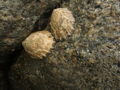 Cellana ornata