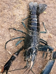 Cherax quadricarinatus