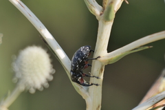 Heilipodus erythropus