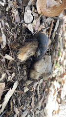 Entoloma medianox
