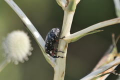 Heilipodus erythropus