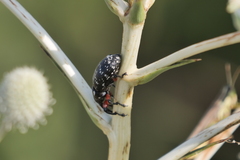 Heilipodus erythropus