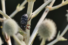 Heilipodus erythropus