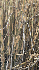 Arundo donax