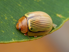 Paropsisterna basalis