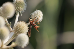 Polistes cavapyta