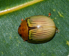 Paropsisterna basalis