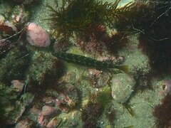 Halichoeres semicinctus