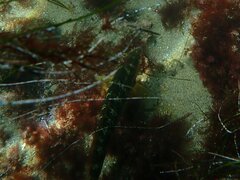 Halichoeres semicinctus