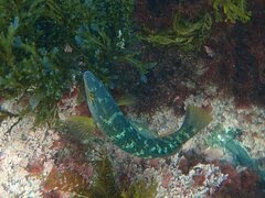 Halichoeres semicinctus