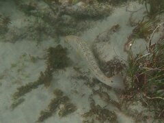 Halichoeres semicinctus