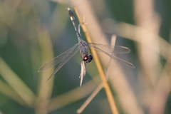 Erythrodiplax nigricans