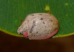 Paropsis latona