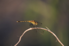Erythrodiplax nigricans