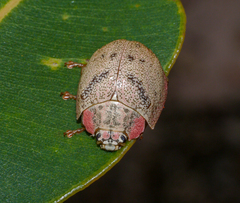 Paropsis latona