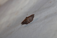 Banisia