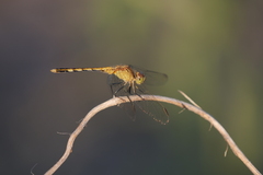 Erythrodiplax nigricans