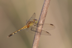 Erythrodiplax nigricans