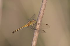 Erythrodiplax nigricans