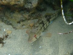 Paralabrax nebulifer