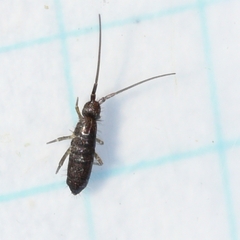 Pogonognathellus dubius