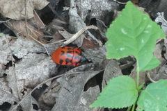 Pachycoris klugii
