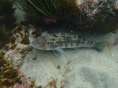 Paralabrax nebulifer