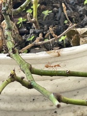 Oecophylla smaragdina